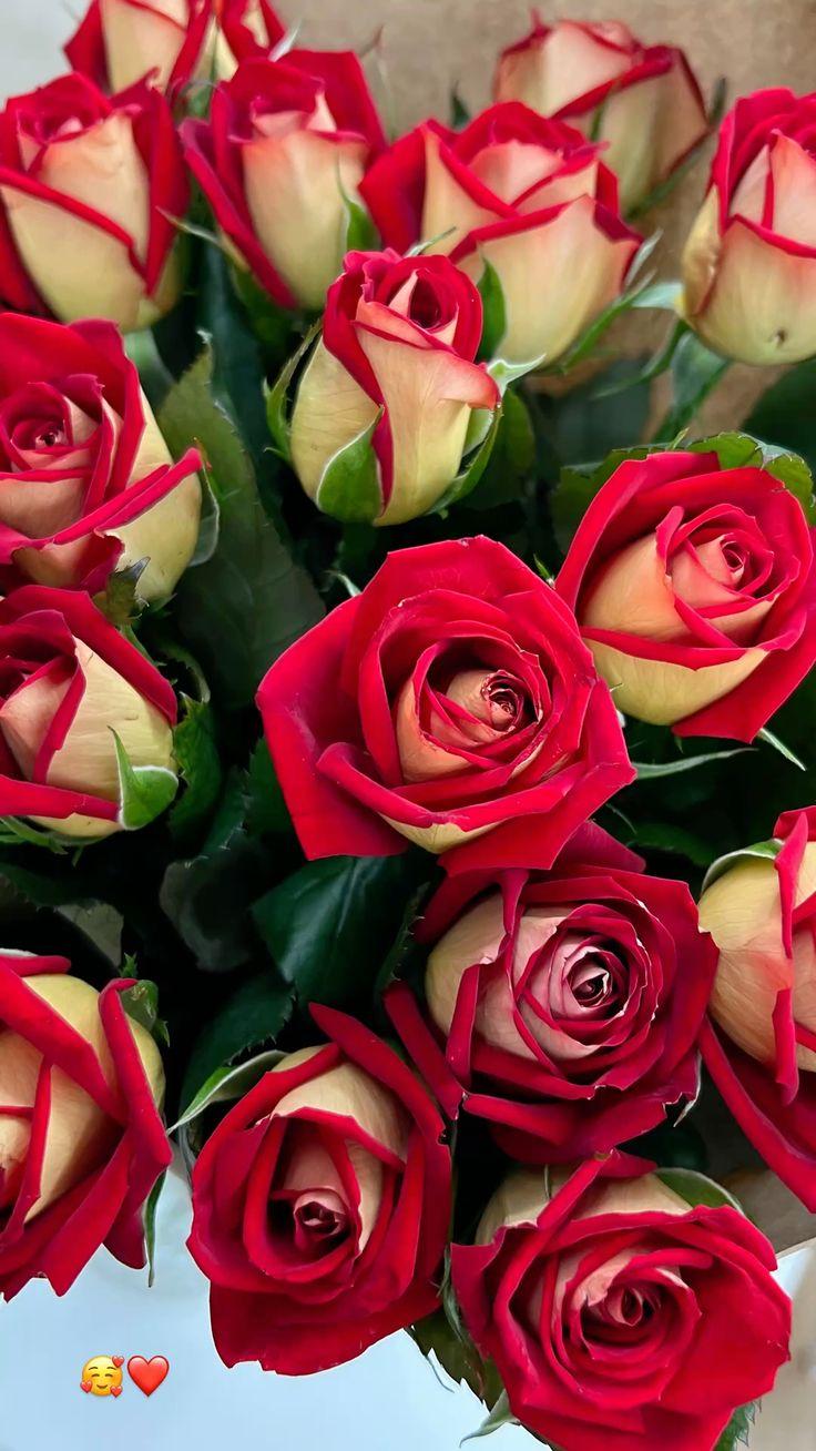 Garden's Embrace: A Symphony of Blooms